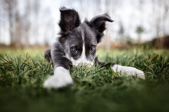 Hund im Grass